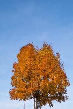 Tree with yellow leaves and blue sky in autumn.