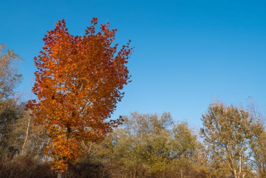 Tree with yellow and red leaves and blue sky in autumn.