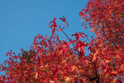 Red leaves and blue sky in autumn.