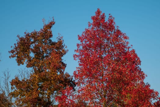 Tree with yellow and red leaves and blue sky in autumn.