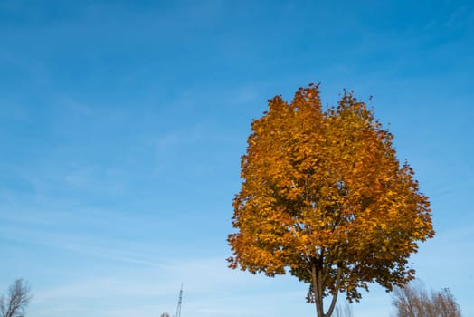 Tree with yellow leaves and blue sky in autumn.