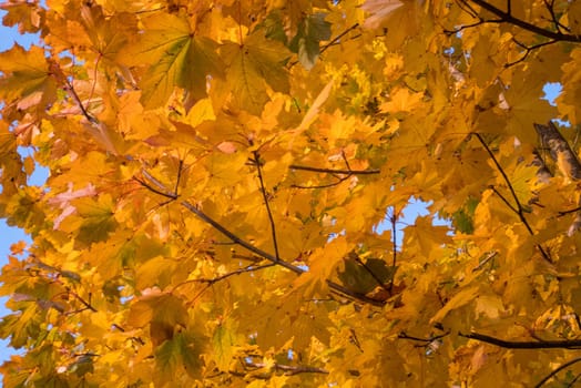 Yellow leaves and blue sky in autumn.