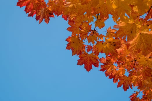 Yellow and red leaves and blue sky in autumn.