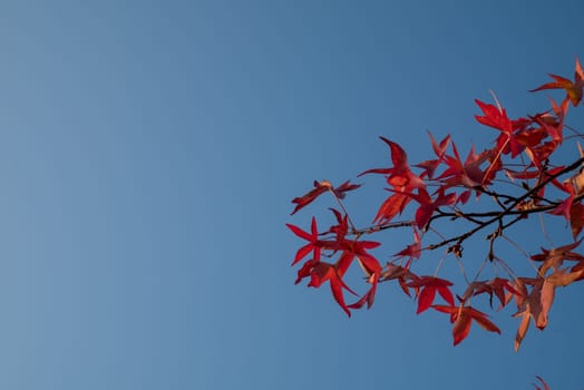 Red leaves and blue sky in autumn.