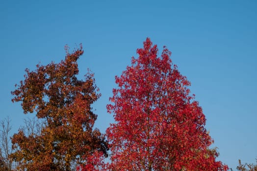 Tree with yellow and red leaves and blue sky in autumn.
