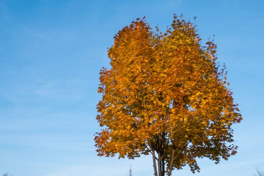 Tree with yellow leaves and blue sky in autumn.