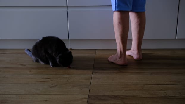 hungry gray cat is waiting for food. hungry cat food requests. cat and his master in the kitchen. The cat rubs against the owner's legs, begging for food