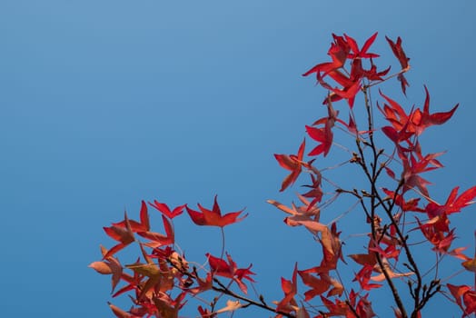 Red leaves and blue sky in autumn.