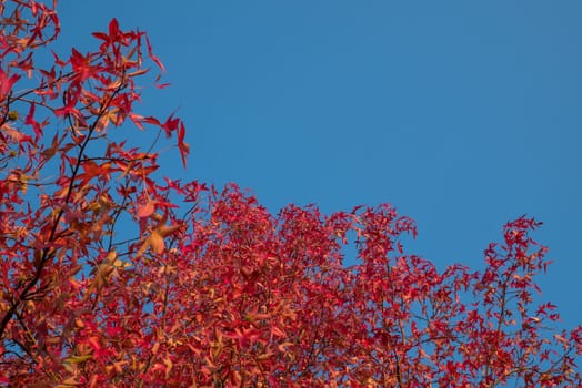 Red leaves and blue sky in autumn.
