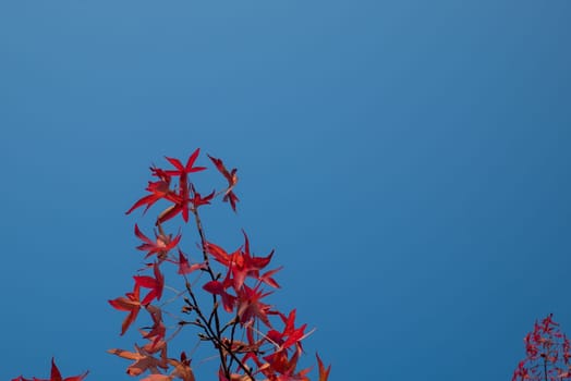 Red leaves and blue sky in autumn.