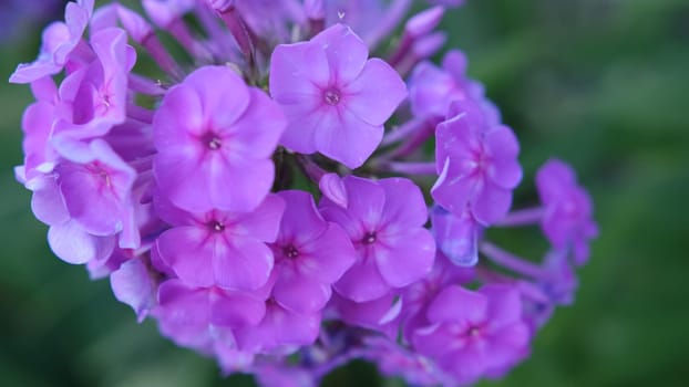 Bush of blooming Phlox Paniculata Pink Flame flowers in the garden on a sunny day.