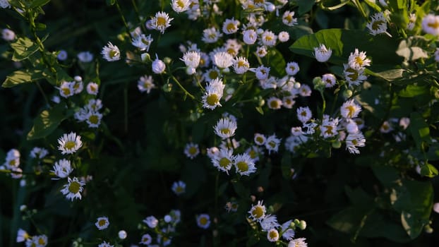 Crop view of the blooming daisies field in spring. Selective focus