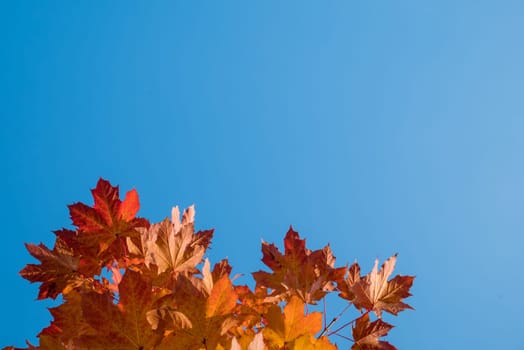 Yellow and red leaves and blue sky in autumn.