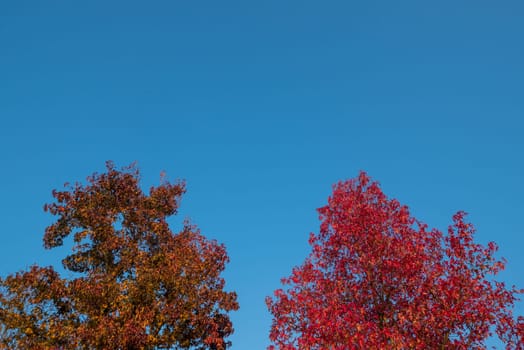 Red leaves and blue sky in autumn.