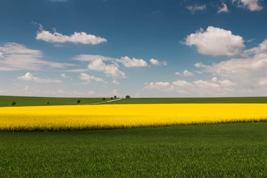 Landscape with rapeseed field,agriculture with yellow rapeseed plants