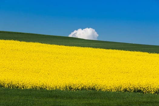 Landscape with rapeseed field,agriculture with yellow rapeseed plants