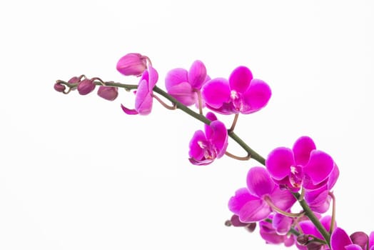 Small purple Moth orchids and buds close up