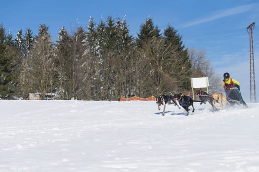 German Championship Sled Dog Race Frauenwald 2015