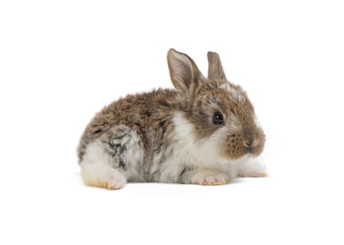 Bunnies/Easter bunnies