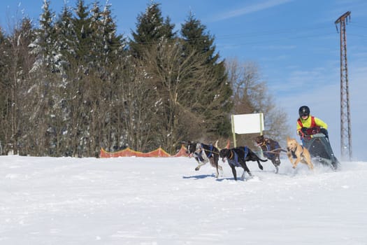 German Championship Sled Dog Race Frauenwald 2015