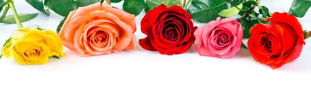 Roses over white background
