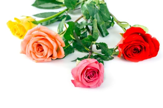 Roses over white background