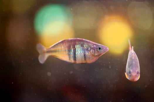Close up of a fish in an aquarium.