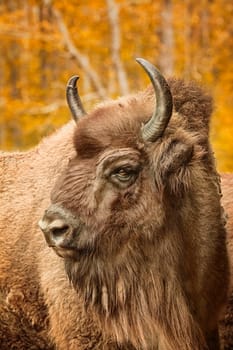 Close up portrait of Bison (Bison bonasus)