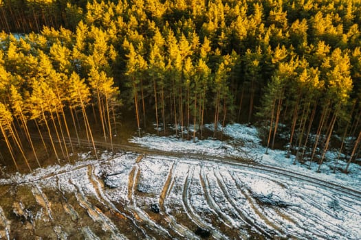 Aerial View Of Coniferous Trees Green Forest In Landscape At Early Spring. Pine Forest In Deforestation Area Landscape. Drone View. Bird's Eye View.