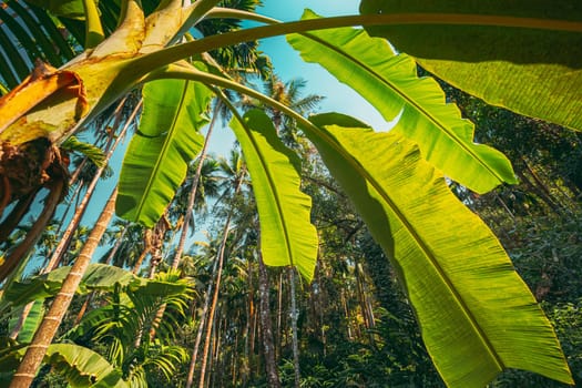 Goa, India. Big Green Leaves Of Banana Grass On Background Tall Palm Tree And Blue Sky In Summer Sunny Day. Bottom View. Wide Angle.