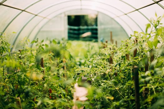 Bush Of Tomatoes Vegetables Growing In Raised Beds In Vegetable Garden Or Hothouse Or Greenhouse.