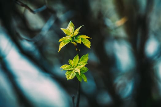 Young Spring Green Leaf Leaves Growing In Branches Of Forest Bush Plant Tree. Young Leaf In Sunlight On Boke Bokeh Natural Blur