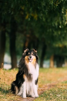 Tricolor Rough Collie, Funny Scottish Collie, Long-haired Collie, English Collie, Lassie Dog Posing Outdoors In Park. Portrait In Park.