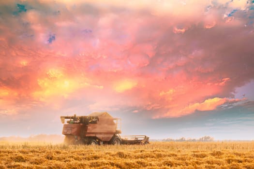 Combine Harvester Working In Field. Harvesting Of Wheat In Summer Season. Agricultural Machines Collecting Wheat Seeds.