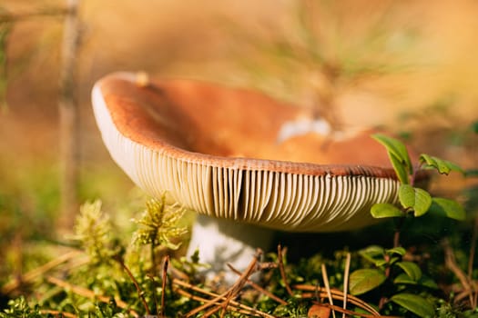 Mushroom Russula emetica - sickener, emetic russula, or vomiting russula. Autumn Forest. Conditionally edible fungus. Belarus, Europe.