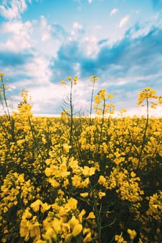 Close Up Of Blossom Of Canola Colza Yellow Flowers Under Blue Sunny Sky. Rapeseed, Oilseed Field Meadow.