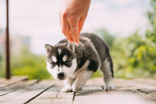 Four-week-old Husky Puppy Of White-gray-black Color Is Ready To Eat From Hands Of Owner.