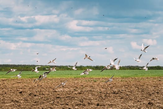 Seagulls Birds Fly Over Plowed Field In Belarus. Birds Flies Over Rural Landscape.