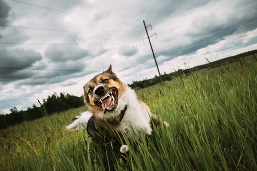 Angry Aggressive Mad Dog Running Outdoors In Green Meadow On Camera.