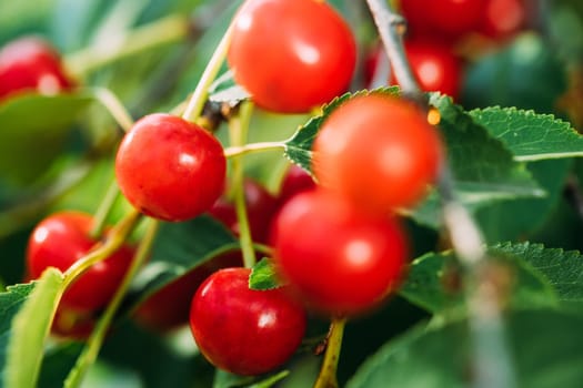Red Ripe Berries Prunus subg. Cerasus on tree In Summer Vegetable Garden.