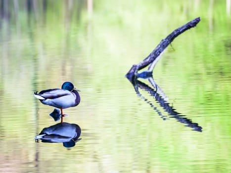 duck perching on a stick on a lake