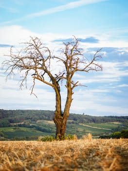 Lone tree