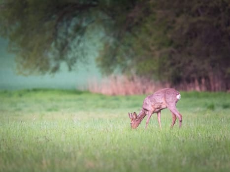 Roe deer, capreolus capreolus, grazing on meadow in summer with copy space. Roebuck feeding on grassland with space for text. Brown mammal pasturing on glade in summertime.