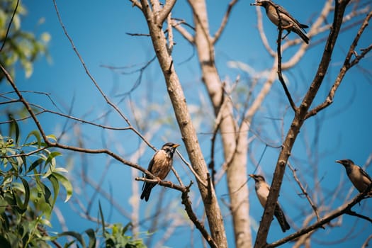 Goa, India. Rosy Starling Birds Sitting On Branches Of Tree On Backgroung Of Blue Sky.