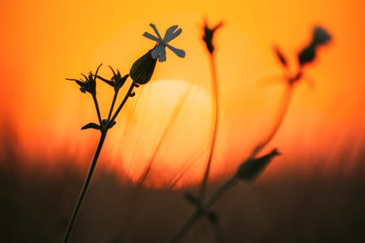 Summer Sun Shining Through Wild Flower In Meadow. Sunset Sunrise Sun. Close up.