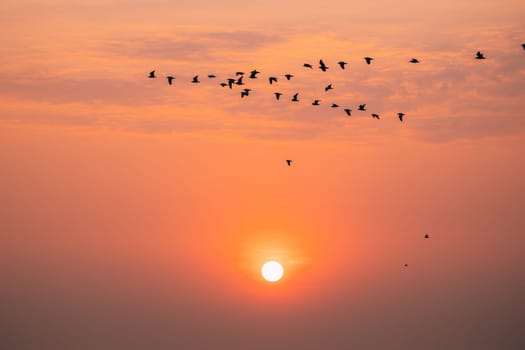 Flocks Of Wild Birds Flying In Sunset Sunrise Orange Sky. Sundown At Sunset. Natural Sunrise Sky In Warm Colors.