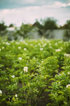 Close Flowering Blooming Green Vernal Sprouts Of Potato Plant Or Solanum Tuberosum Growing On Plantation In Spring Summer.