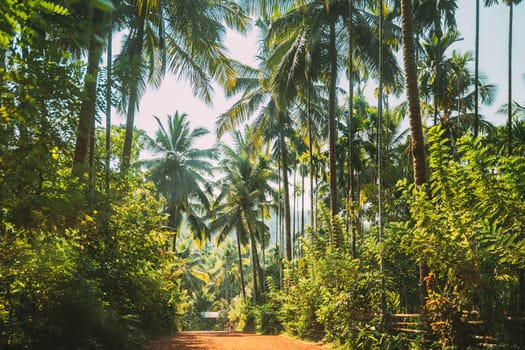 Goa, India. View Of Road Surrounded By Palm Trees In Sunny Day.