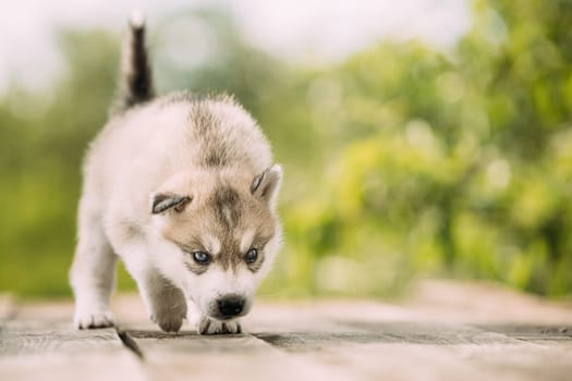 Four-week-old Husky Puppy Of White-gray Color Sitting On Wooden Ground And Licks Its Lips.