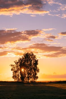 Sun Shining Through Tree Canopy. Trees Woods In Meadow During Sunset Sunrise. Bright Colorful Dramatic Sky And Dark Ground With Trees Silhouettes Landscape.